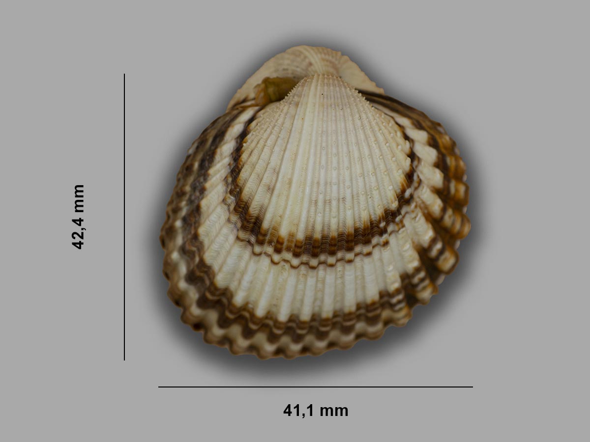 ganze Muschel